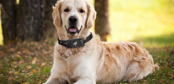 Motorola Designs Smartcollar for Dogs, the Scout