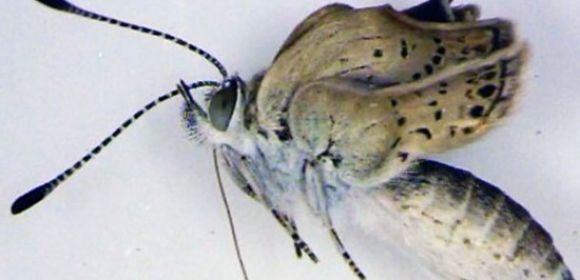 Mutant Butterflies in Japan Now Linked to the Fukushima Nuclear Disaster