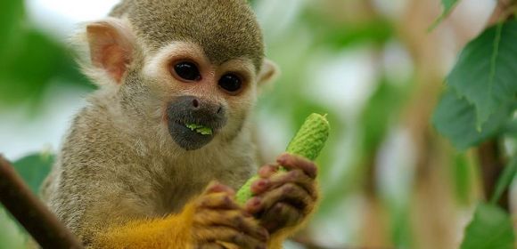 NASA Monkey Experiment Delayed Indefinitely