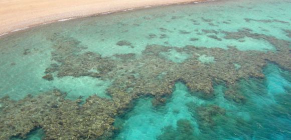 NOAA Study Shows Winter Temperatures Harm Corals Too