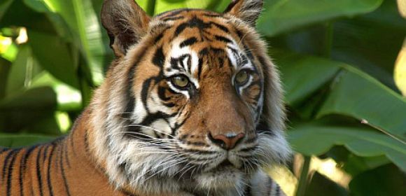Nepal’s Tiger Population Argued to Have Recently Increased