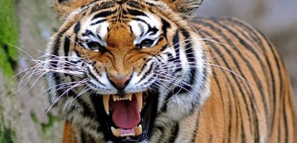 New Dam in Western Thailand Threatens Tiger Conservation