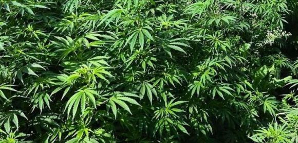 New Hampshire One Step Closer to Legalizing Marijuana