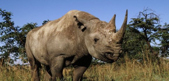 New INTERPOL Unit Will Fight Ivory and Rhino Horn Trafficking