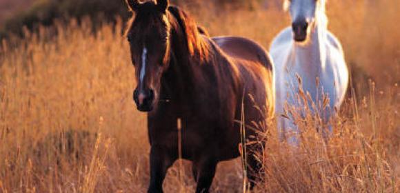 New Jersey Says “No” to Horse Slaughter, Horse Meat Consumption