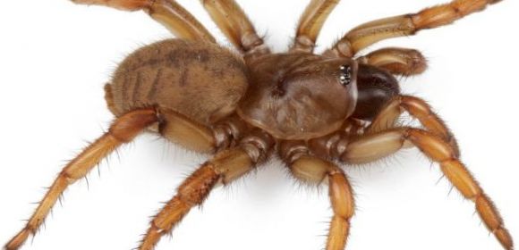 New Trapdoor Spider Named After US President Barack Obama