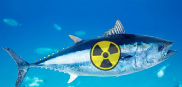 No Need to Worry About Fukushima-Derived Radioactivity in Seafood