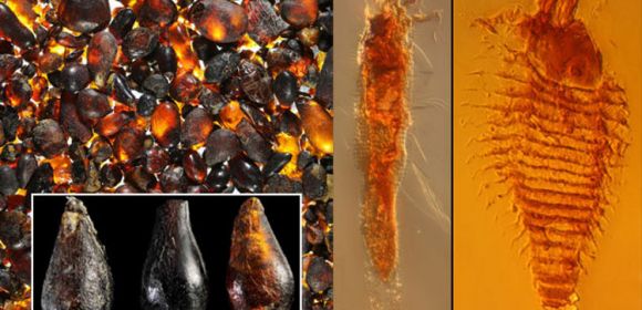 Oldest Arthropods Preserved in Amber Discovered