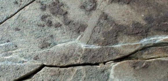 Oldest Fossilized Tracks Discovered