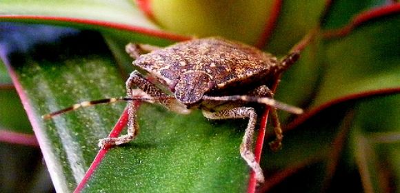 One Step Closer to the First Stink Bug Repellent