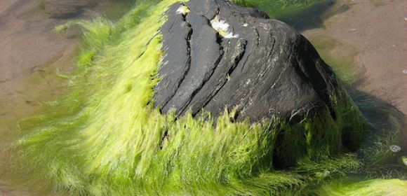One Minute of Pressure Cooking Turns Algae Into Crude Oil