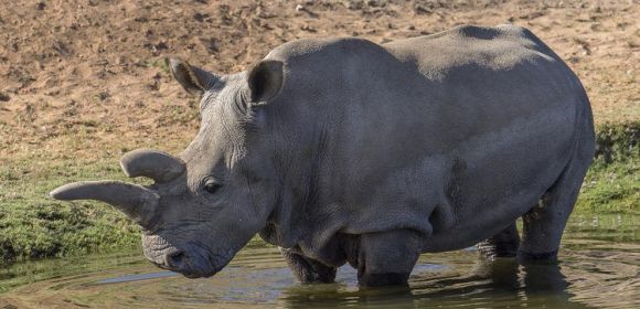 One of the World's Six Remaining Northern White Rhinos Dies at Zoo in the US
