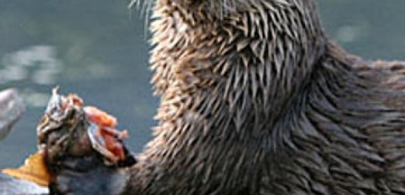 Otter Eats £10,000 (€11,500 / $15,690) Worth of Fish