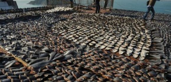 Shark Fin Rooftop in Hong Kong Sparks Outrage Amongst Greenheads