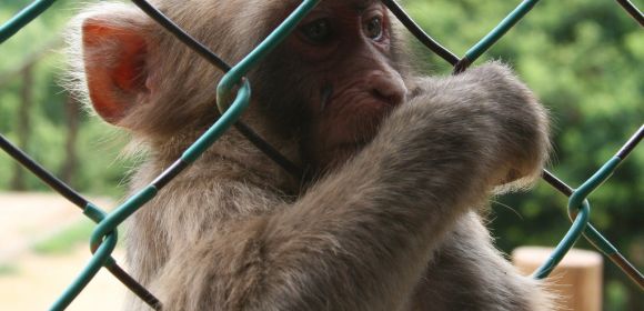 PETA Rejoices As Harvard Shuts Down Primate Research Center