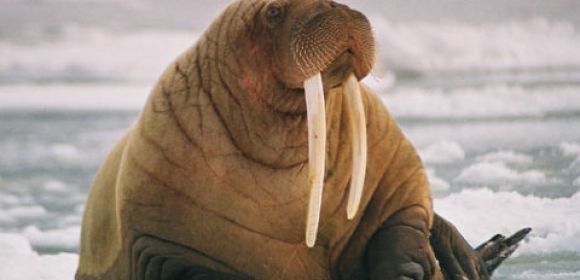 Paul McCartney Takes Walrus Identity and Blogs for the Arctic