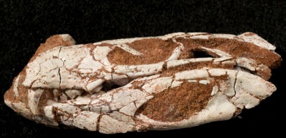 Peculiar New Crocodile Species Found in Tanzania