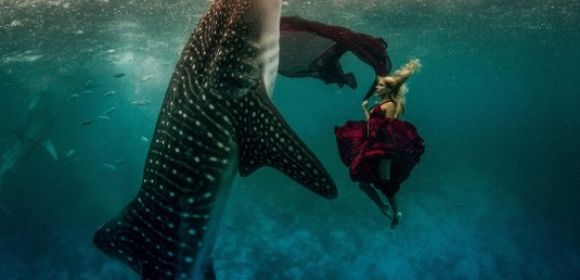 Photo Shoot Makes Models Swim Alongside Whale Sharks - Video