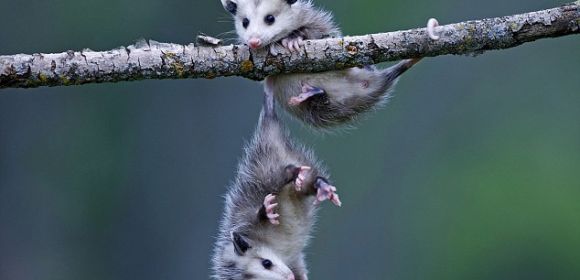 Picture of the Day: Baby Opossums Monkey Around on a Branch