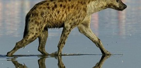 Picture of the Day: Hyena Walks on Water