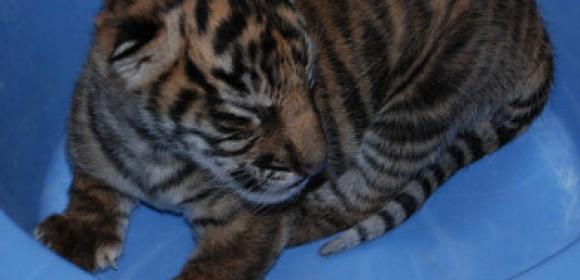 Picture of the Day: Sumatran Tiger Cub Gets Weighed