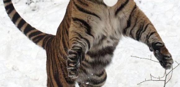 Picture of the Day: Sumatran Tiger Is the Ultimate Snowball Warrior