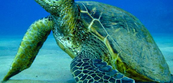 Pirate Fishermen Hook Endangered Green Sea Turtle, Conservationists Rescue It