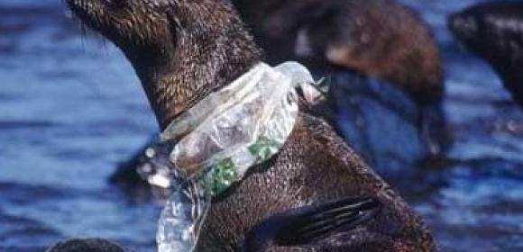 Plastic Floating in the Antarctic Seas