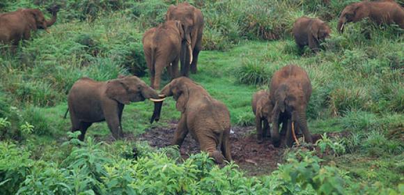 Poaching Leaves Wildlife Reserve Without 75% of Its Elephants