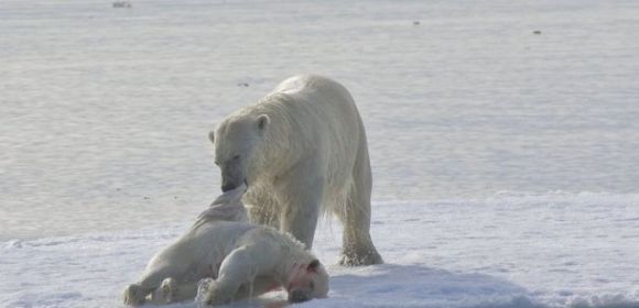 Polar Bear Cannibalism Linked to Climate Change