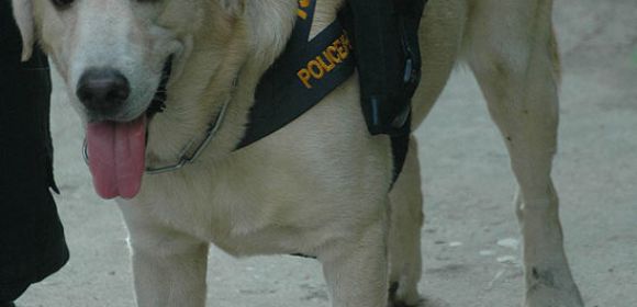 Police Labrador Is Authorized to Carry a Gun