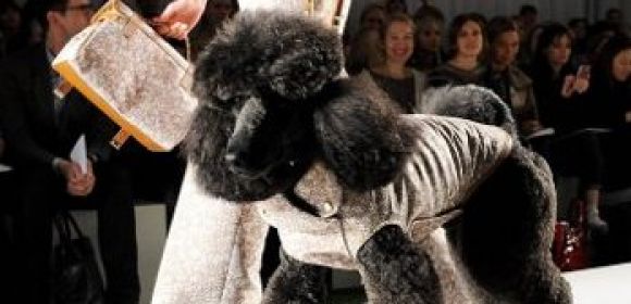 Poodle Walks the Runway, Steals the Spotlight from Professional Models