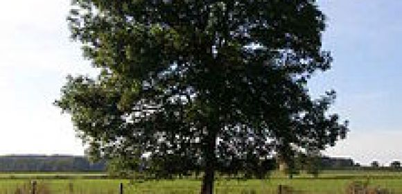 Presence of Trees Reduces Risks of Cardiovascular and Respiratory Diseases