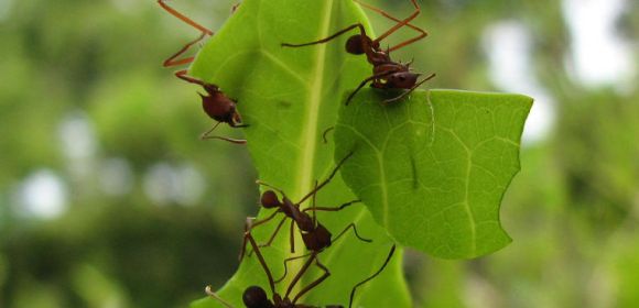 Profile: Leaf-Cutter Ants and Their Society