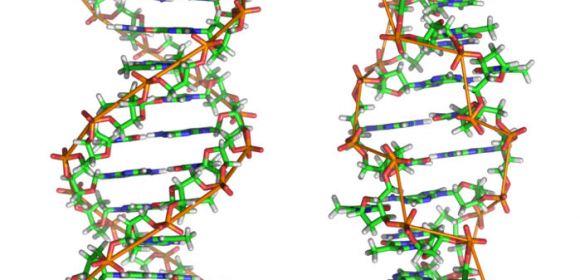 Protein Promoting DNA Repair Identified