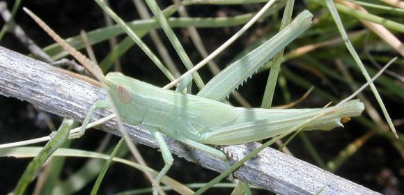 Protein Triggers Grasshopper Swarms