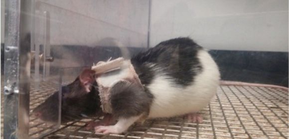 Put Tiny, Fitted Jackets on Lady Rats and the Guys Won't Be Able to Resist Them