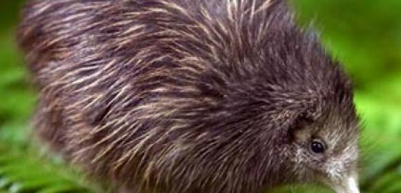Rachel Hunter's Adorable Kiwi Chick Gets Released into the Wild