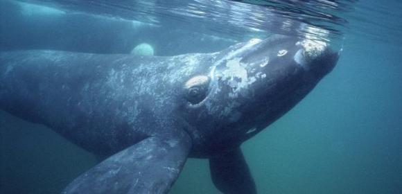 Rare North Pacific Right Whale Spotted near British Columbia