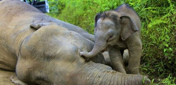 Rare Pygmy Elephants Allegedly Poisoned in Borneo