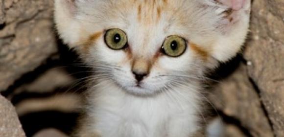 Rare Sand Kittens Are Born in Tel Aviv Zoo