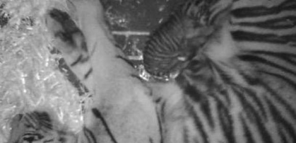 Rare Sumatran Tiger Born in San Francisco