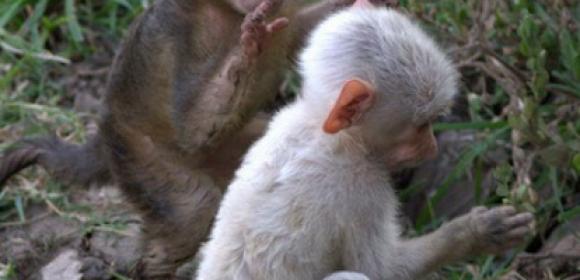 Rare White Baby Baboon Gets Spotted in Zambia