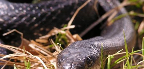 Ratsnakes Actually Like Global Warming, Benefit Greatly from It