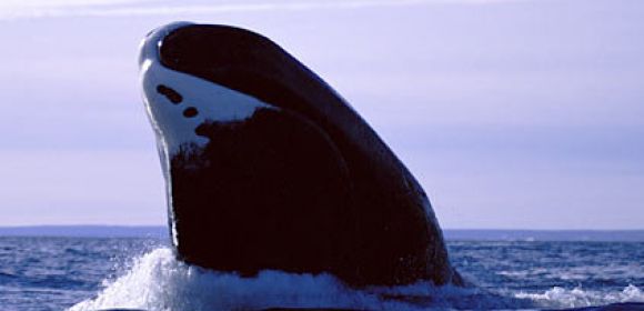Recently Recorded Whale Songs Hint at Population Rebound