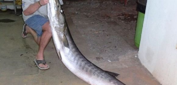Record 7-Foot (2.1-M) Long, 102-Pound (46-Kg) Barracuda Caught in Angola