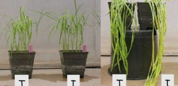 Researchers Develop Flood-Tolerant California Rice