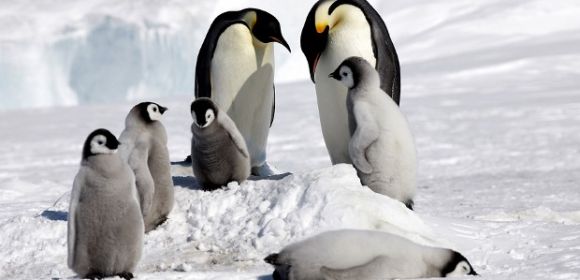 Researchers Find Penguins Have No Idea What Fish Tastes Like