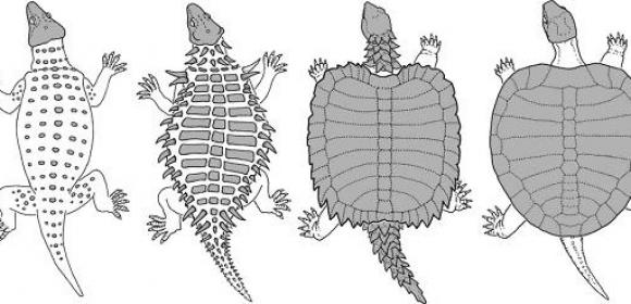 Researches Show How Tortoises Came to Be