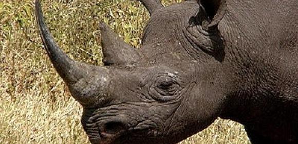 Rhino Horn Trader Sentenced to 40 Years in Prison
